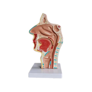 Human Mouth, Nose, and Pharynx Model image 0