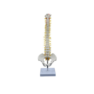 45CM Mini Medical Spine Model image 0