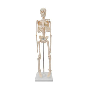 45CM Mini Skeleton Model image 0