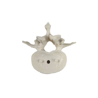 Lumbar Vertebrae Model