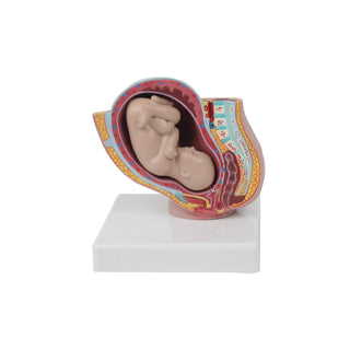 A Model Representing A Nine-Month Fetus