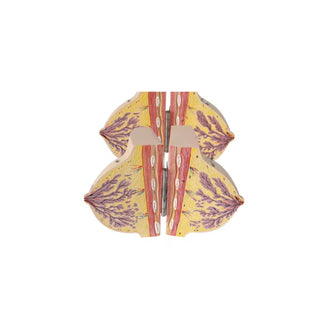 Female Breast Model image 1