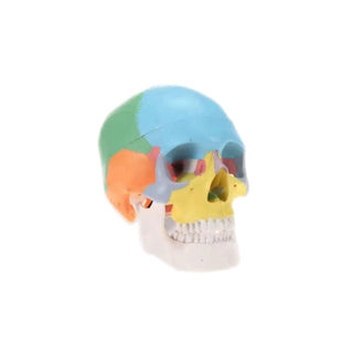 16-Bone Color-Coded Skull Model image 0
