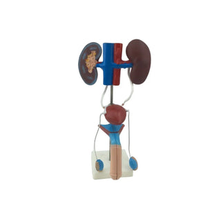 Male Genitourinary System Model image 0