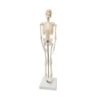85CM Skeleton Model image 0