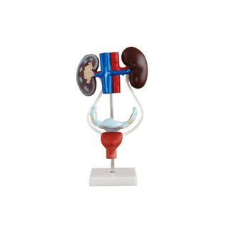 Female Genitourinary System Model image 0