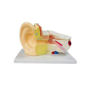 Large Ear Anatomy Model (6 Parts)