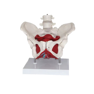Female Pelvic Floor & Lumbar Vertebrae Model