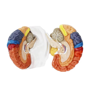 Human Brain – Color Functional Structure Model