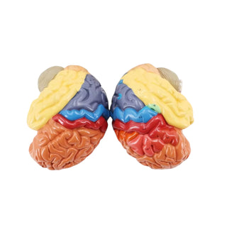 Human Brain – Color Functional Structure Model