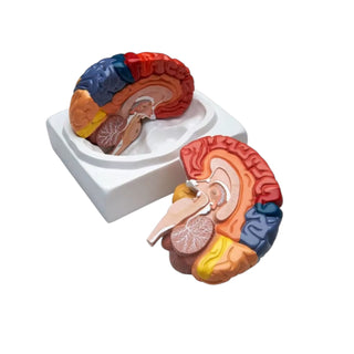 Human Brain – Color Functional Structure Model