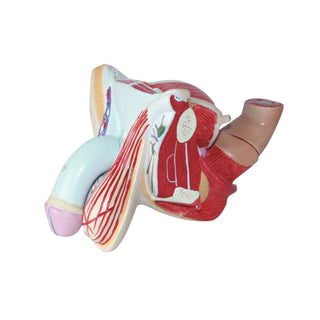 Male Internal & External Genitalia Model