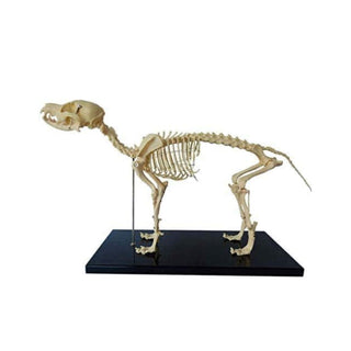 Dog Skeleton Model