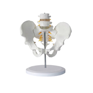 Female Pelvic Girdle With Two Lumbar Vertebrae