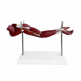 Upper Limb Muscle Anatomical Model