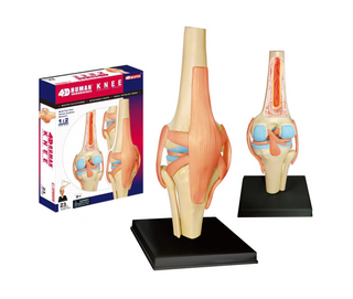4D Human Knee Joint