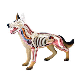 4D Wolf Dog Anatomy Model