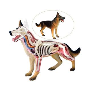 4D Wolf Dog Anatomy Model