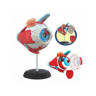 4D Human Eyeball Anatomy Model