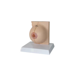 Female Breast Model image 0